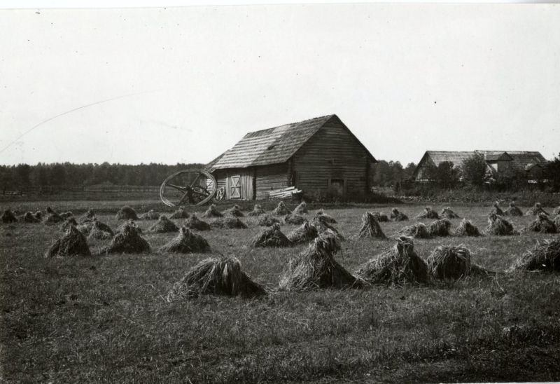 Miežu statiņi Mazirbē. 1927. gads