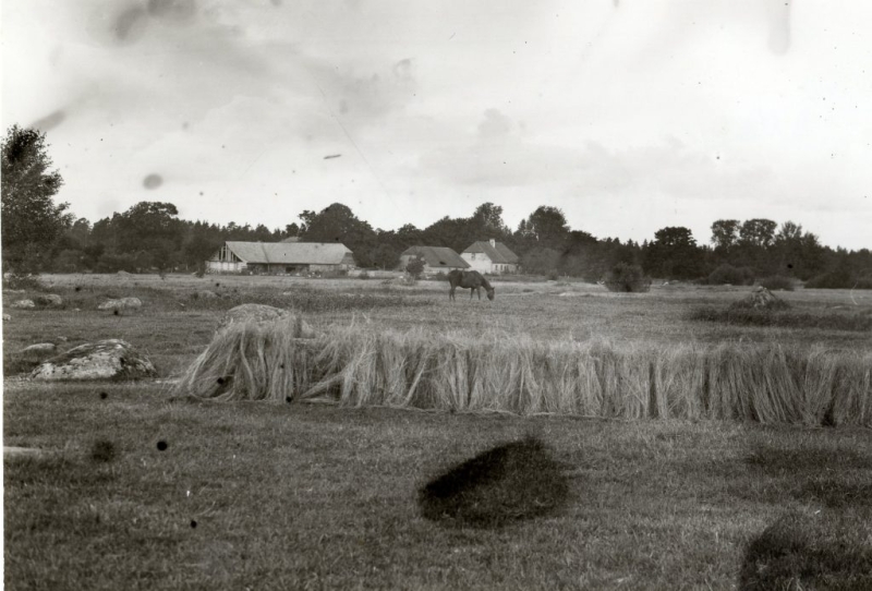 Linu žāvēšana. Mazirbe, 1927. gads.