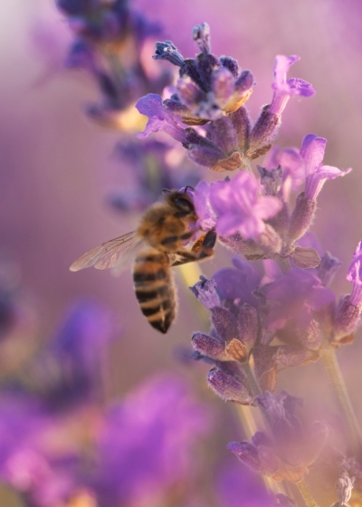 Busy Bee projekts