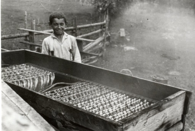 D.Volganska reņģu kūpināšanas ceplis Košragā. 1928. gads.