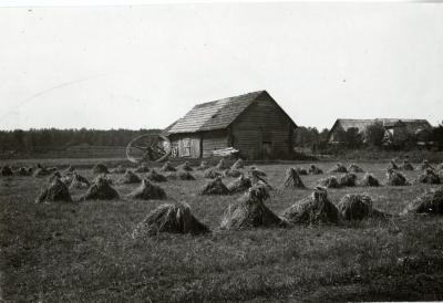 Miežu statiņi Mazirbē. 1927. gads