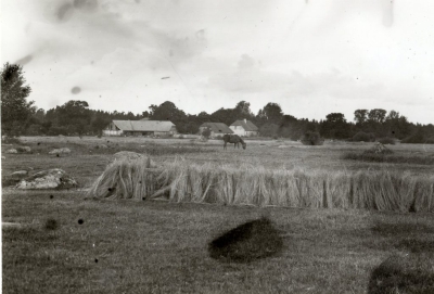 Linu žāvēšana. Mazirbe, 1927. gads.