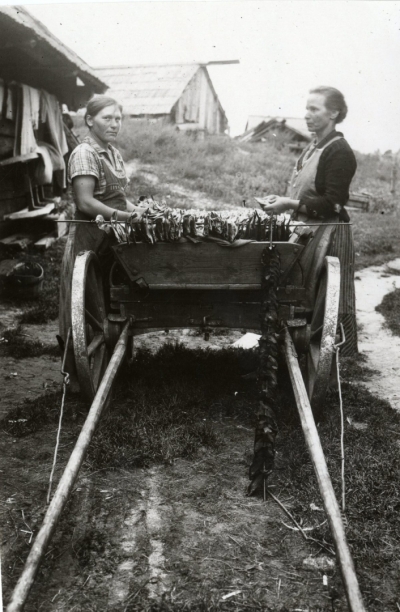 Bušu vēršana Sīkragā. 1928. gads.