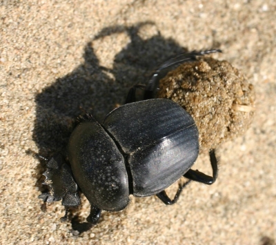 Skarabejs