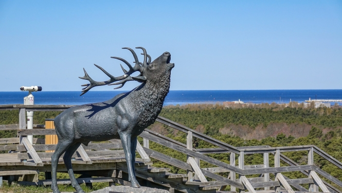 Staltbriežu introdukcijai Ventspils pusē – 115 gadi