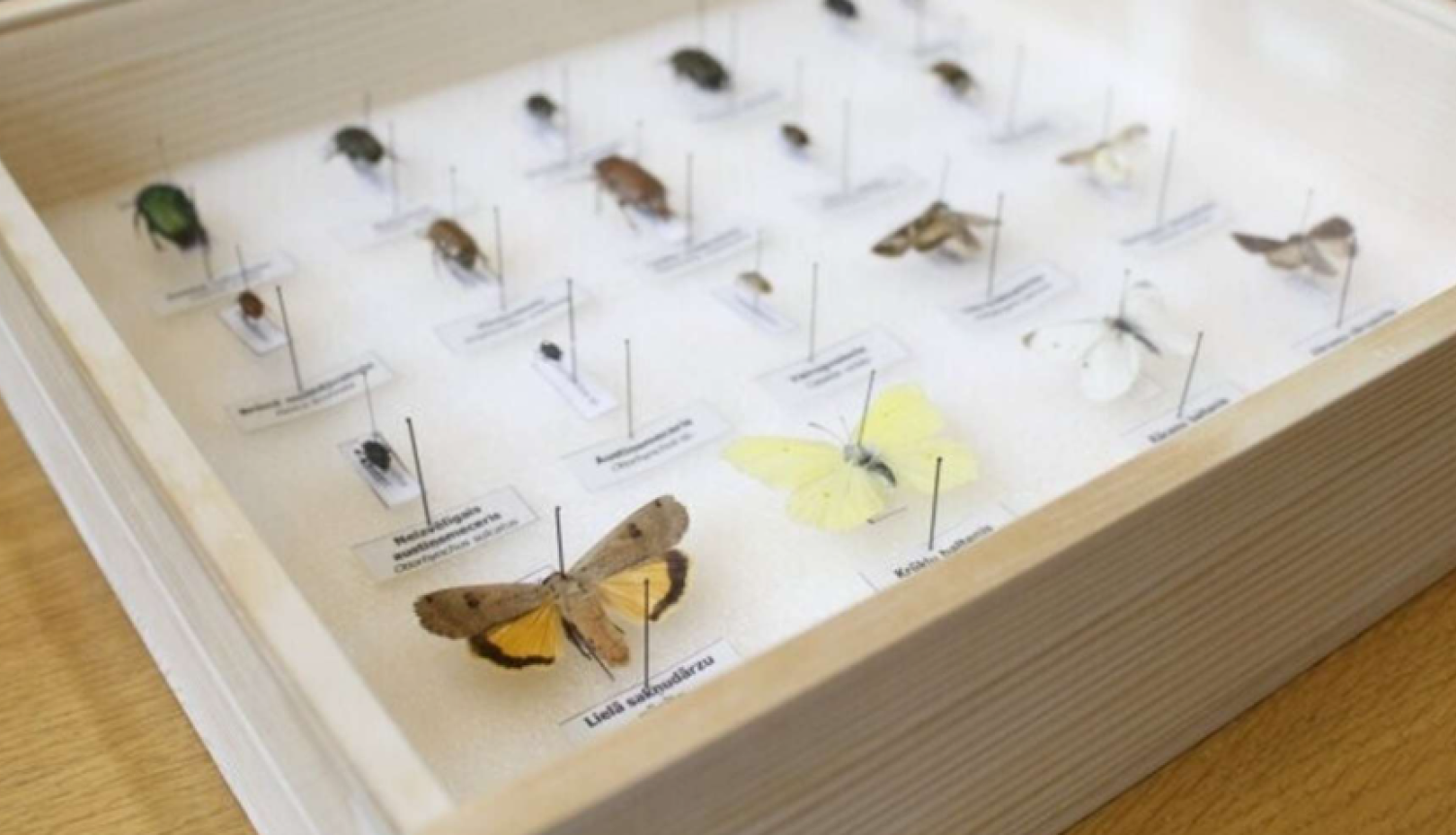 Piejūras brīvdabas muzejā tiks atklāta ceļojošā izstāde “Skaistie un bīstamie augu kaitnieki”