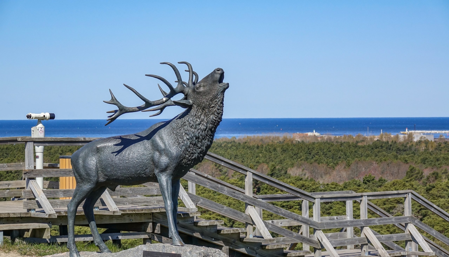 Staltbriežu introdukcijai Ventspils pusē – 115 gadi