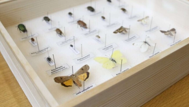 Piejūras brīvdabas muzejā tiks atklāta ceļojošā izstāde “Skaistie un bīstamie augu kaitnieki”